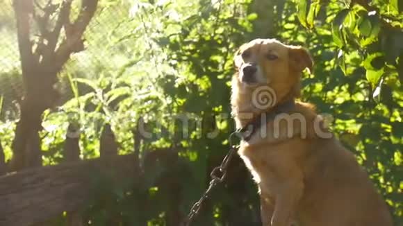 狗坐在链条上的盒子阳光背后绿色背景慢动作视频视频的预览图