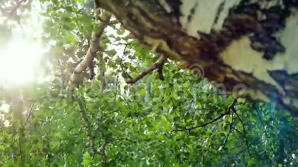 自然明亮的背景与桦树叶模糊的背景和阳光与镜头耀斑在缓慢的运动1920x1080视频的预览图