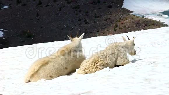 山地山羊美洲狮视频的预览图