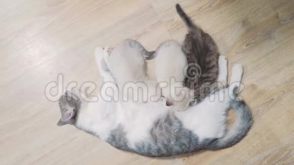 猫妈妈喂三只可爱的小猫小可爱的小猫睡在猫妈妈旁边猫的家庭关怀爱友谊视频的预览图