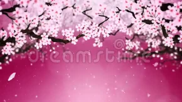 樱花盛开樱桃树枝樱花粉红色樱花红背景CG循环动画视频的预览图