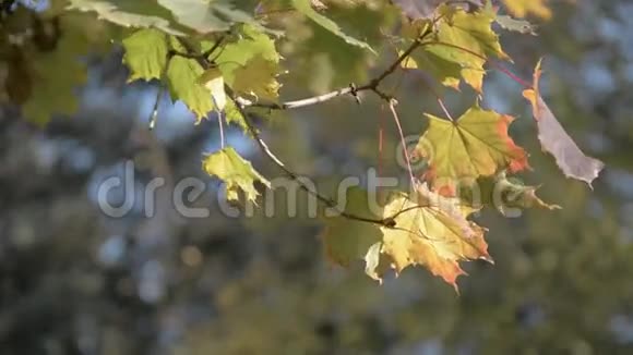 秋叶的背景视频的预览图