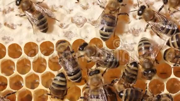 蜜蜂幼虫和蜜蜂皇后在茧中发育蜜蜂它们的幼虫和茧蜜蜂皇后的茧视频的预览图