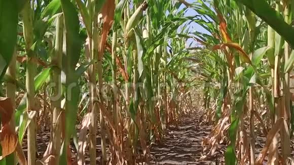 玉米地种植玉米场绿草农业美国自然视频美国慢动作玉米农场视频的预览图