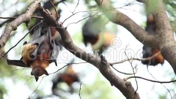 飞狐挂在树上视频的预览图