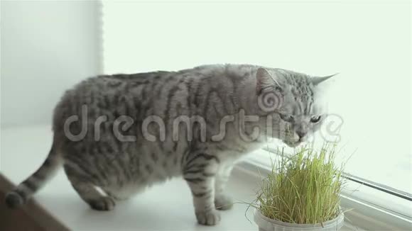 成年灰小猫坐着吃新鲜食物视频的预览图