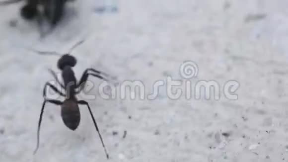 蚂蚁在战斗中的交流剪辑2视频的预览图