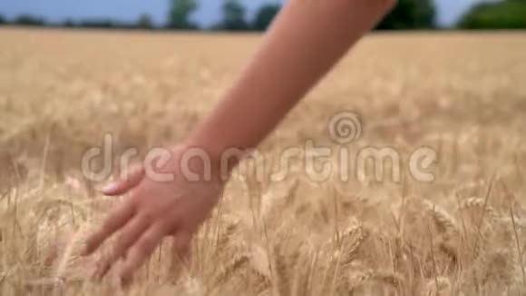 少女或年轻成年女子手摸大麦或小麦作物的顶端视频的预览图