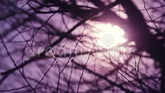 清晨阳光透过赤树枝照耀视频的预览图