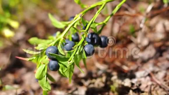 森林蓝莓灌木视频的预览图