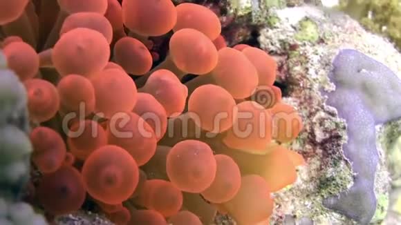 明亮的橙色泡沫海葵科水下红海视频的预览图