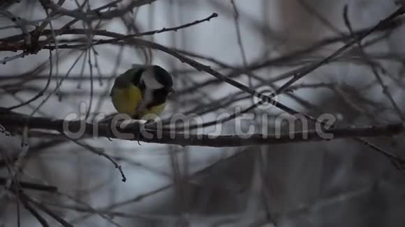 大Tits冬天跳上树枝视频的预览图