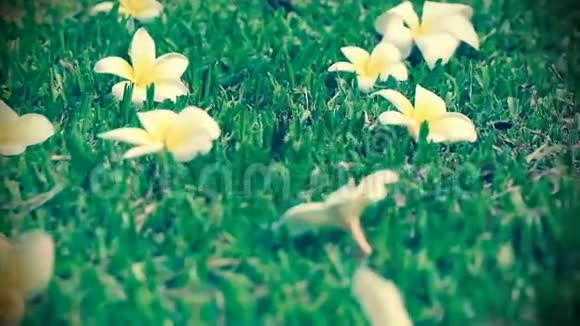 绿草背景下的Frangipani梅花视频的预览图