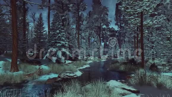 4K雪杉林中平静的冬晨或黄昏视频的预览图