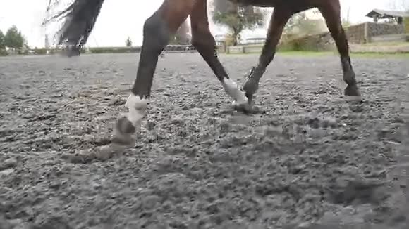 跟随马踏在沙滩上奔跑在潮湿泥泞的地面上疾驰的种马腿慢慢视频的预览图