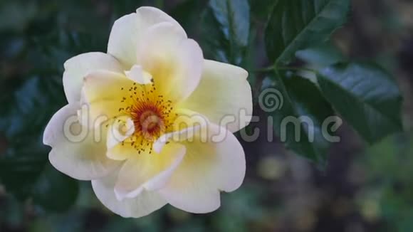 白色黄玫瑰与绿色背景视频的预览图
