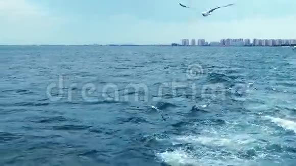海鸥在渡船附近飞行视频的预览图