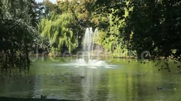 公园里有喷泉的美丽湖泊视频的预览图