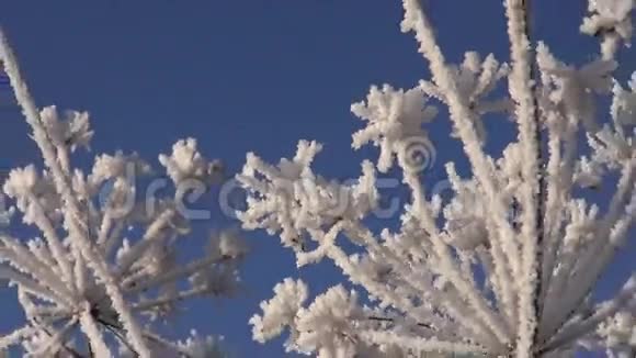 美丽的冬天在植物上播种霜霜视频的预览图