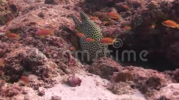 马尔代夫海域背景水下景观上的海鳗豹色视频的预览图