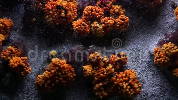 摩纳哥珊瑚视频的预览图