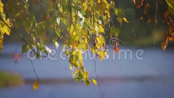 秋天的黄叶视频的预览图