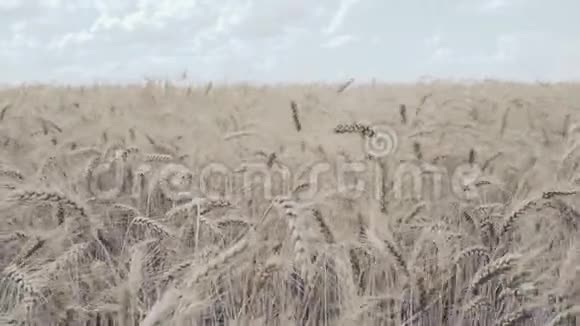 麦田地上的金色麦穗视频的预览图