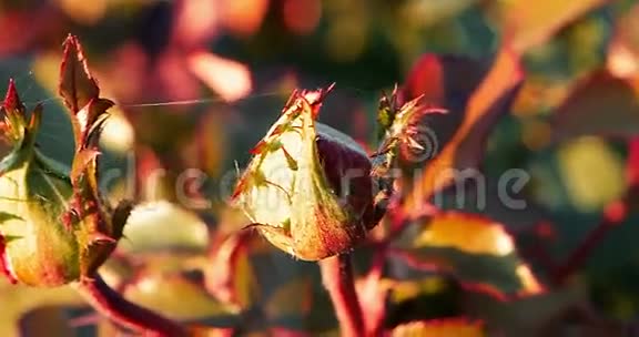 秋天花园的特写镜头中红色垂死的玫瑰视频的预览图