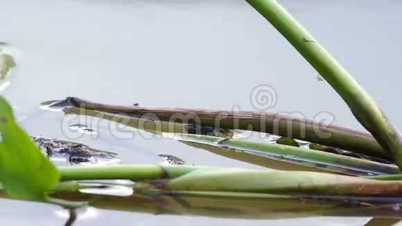 水葫芦漂浮在水库里视频的预览图