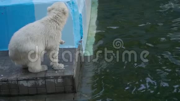 北极熊幼崽在水里玩耍视频的预览图