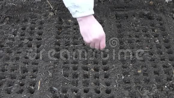 人在土壤中播种生灰土中圆形细胞的直线视频的预览图