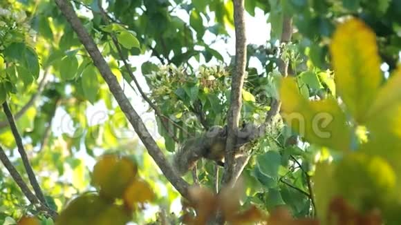 松鼠在吃植物视频的预览图