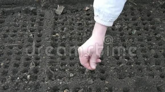 人在土壤中播种生灰土中圆形细胞的直线视频的预览图