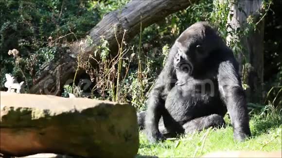 大自然中的大猩猩视频的预览图