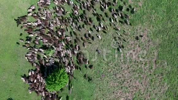 一群羊在田里放牧视频的预览图