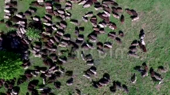 一群羊在田里放牧视频的预览图
