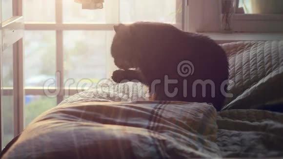 大缅因州浣熊猫坐在床上阳光和洗涤1920x1080视频的预览图