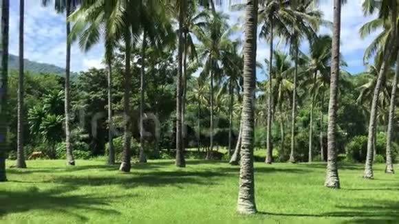 印尼巴厘岛棕榈树林视频的预览图