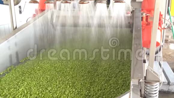 罐头厂青生产的工作过程成熟的青豆在水中洗涤后保存视频的预览图