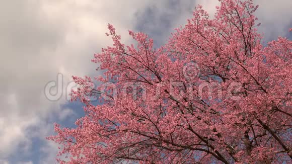 蓝天白云樱花树视频的预览图