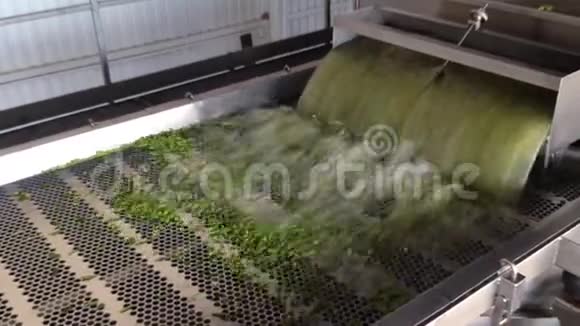 罐头厂青生产的工作过程成熟的青豆在水中洗涤后保存视频的预览图
