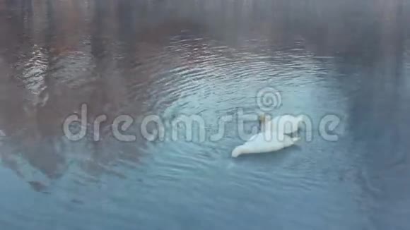 一对鸟白天鹅在河上游泳冬天寒冷的河雾视频的预览图