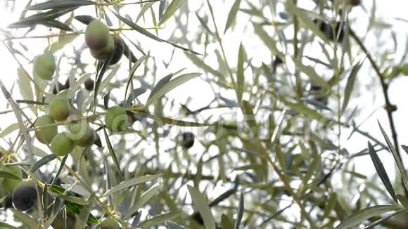 日落时分挂在树上的橄榄树果实视频的预览图