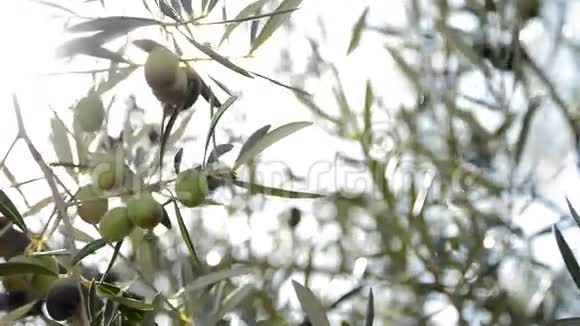 日落时分挂在树上的橄榄果视频的预览图