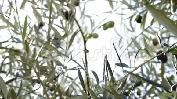 日落时分挂在树枝上的橄榄视频的预览图