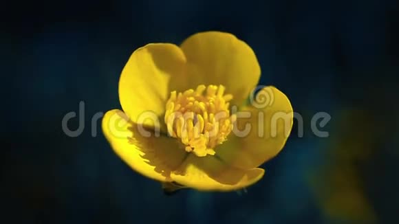 黄色的花朵在风中摇曳视频的预览图