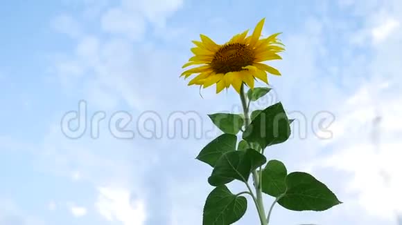美丽的视频黄色的太阳花和黑色的帽子视频的预览图