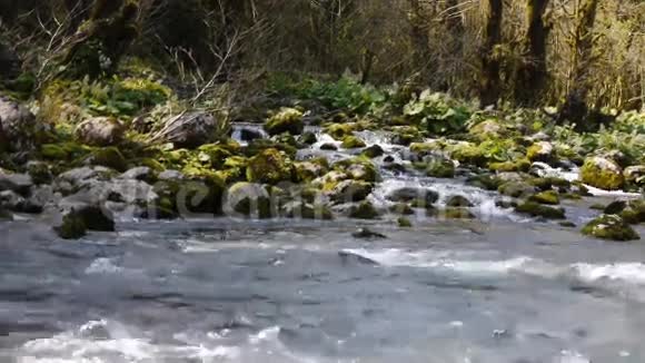 山河在树木之间视频的预览图