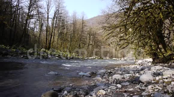 山河在树木之间视频的预览图