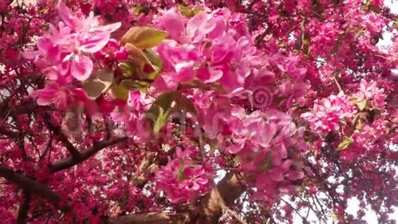 在欧洲生长的马鲁斯可爱的粉红色春花视频的预览图